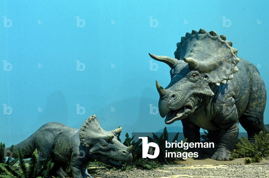 Paleontology: triceratops, a large dinosaur with three horns.