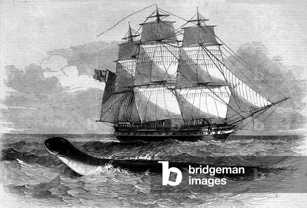 Sea monster: appearance of a sea snake on the Daedalus fregate road in 1848. Engraving of the 19th century.