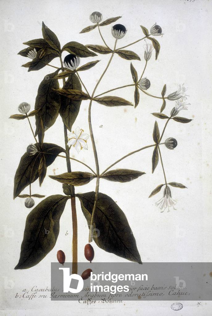 Coffee seed plant in a 19th century herbarium.