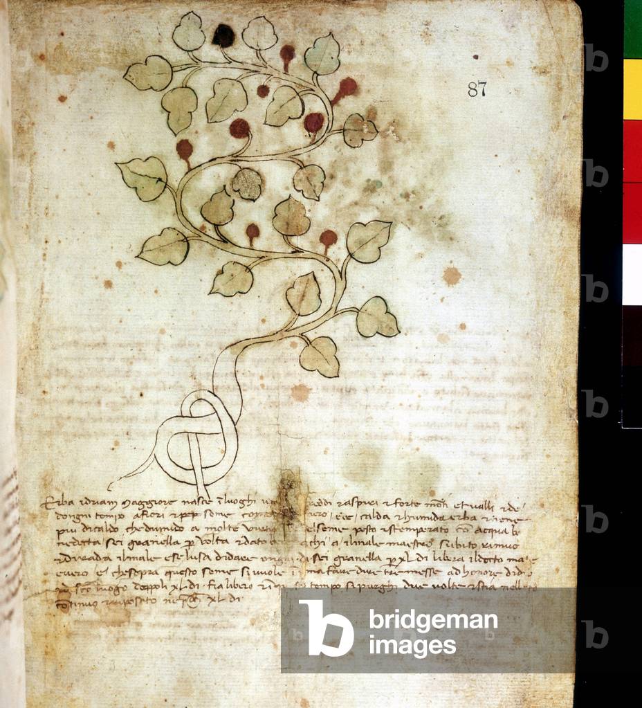 Herb “” Idriam Maggiore””” or grass “” in the shape of a simple knot”””. Botanical board, Biblioteca comunale di Rimini, 14th century