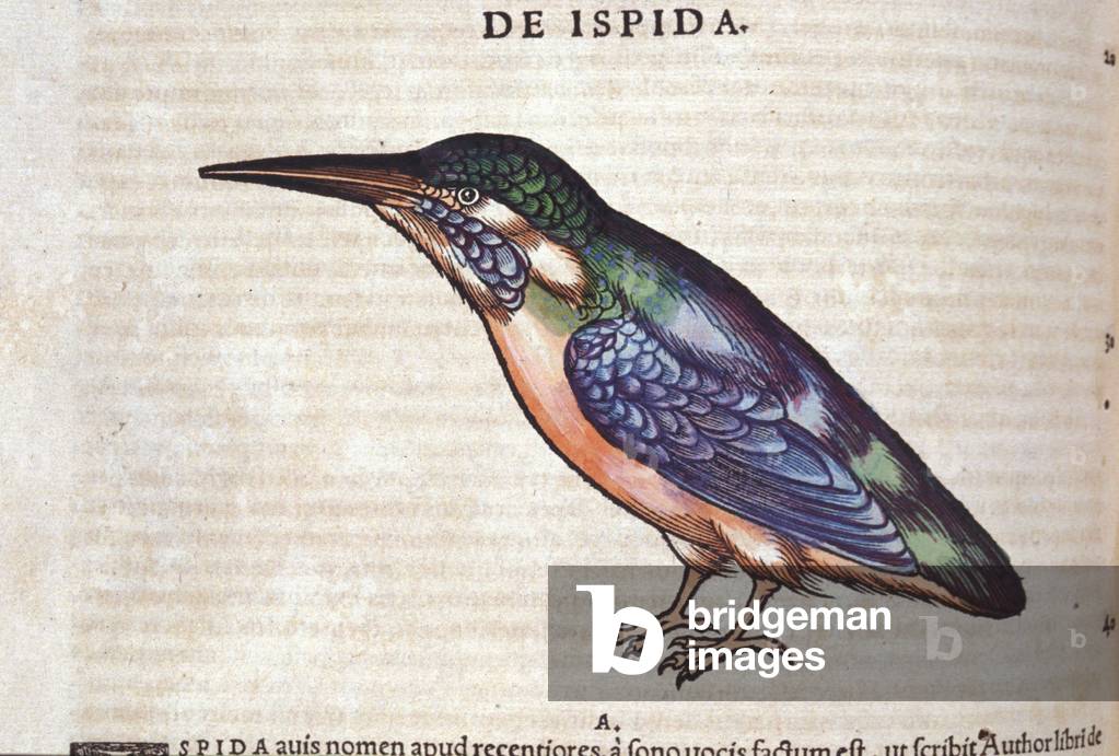 Le guêpier in Historia Animalium by Conrad Gesner (1516 - 1565), Tiguri, 1560. Bibl. Nazionale Braidense, Milan.