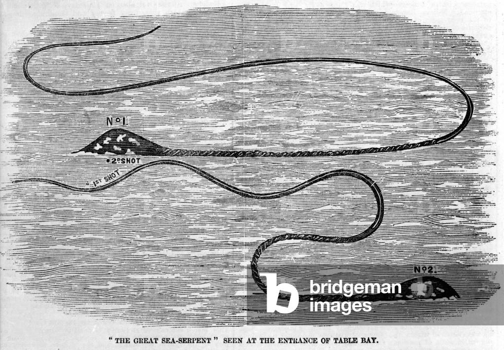 Sea snake seen in 1850 at the entrance of Table Bay in South Africa. The shape of the animal's head and long tail suggests that it is the two tentacles of a giant squid. Era engraving.