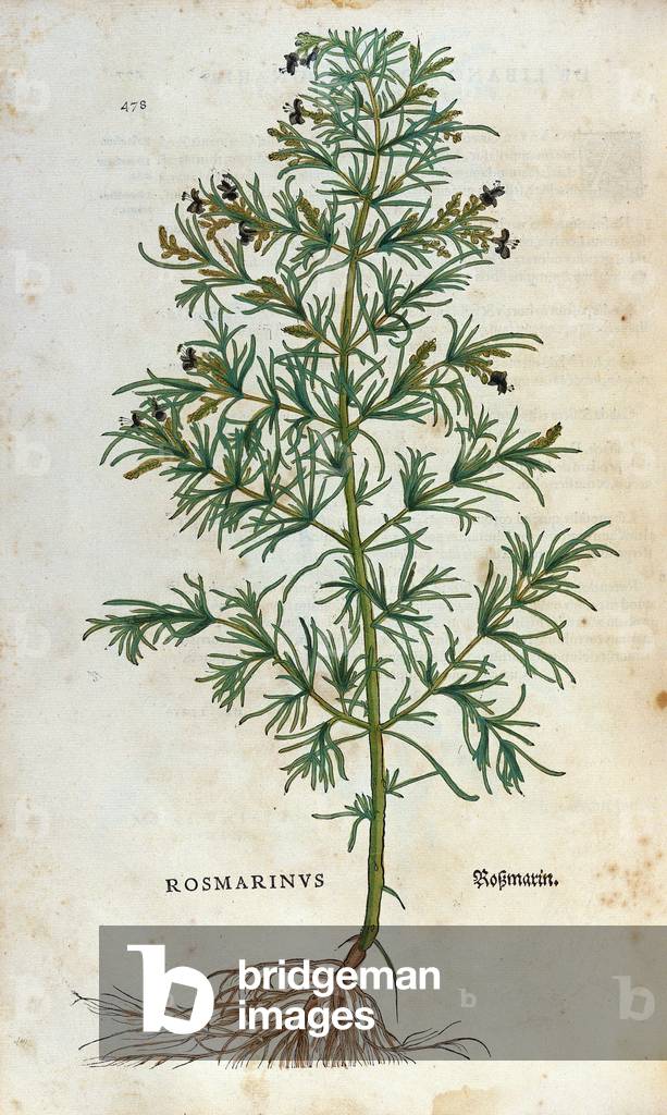 Botanical board: rosemary (rosmarinus). Herbarium of Lheonard Fuchs, “” Historia Stirpium””, Bale, 1543