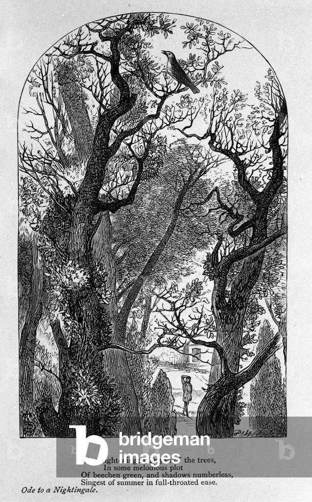 Illustration for “” Ode to a nightingale”” by the poet John Keats (1795-1821) 19th century