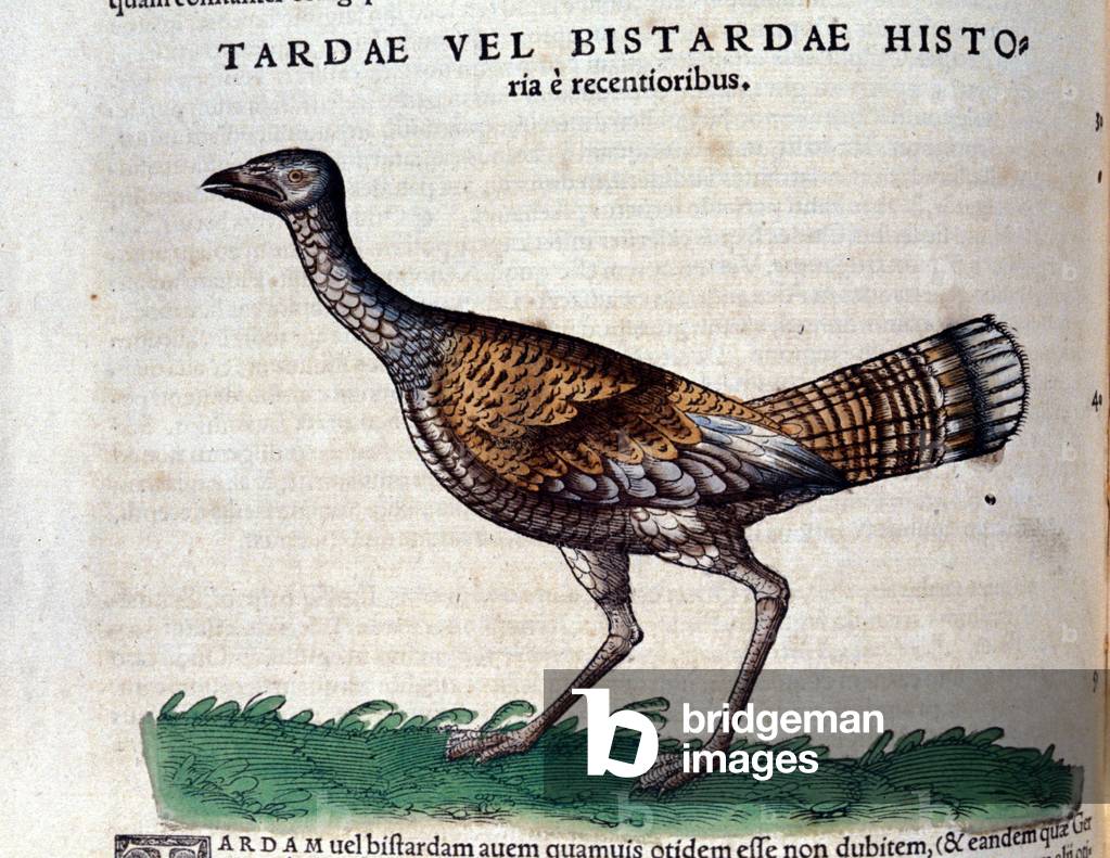 L'bustard in Historia Animalium by Conrad Gesner (1516 - 1565), Tiguri, 1560. Bibl. Nazionale Braidense, Milan.