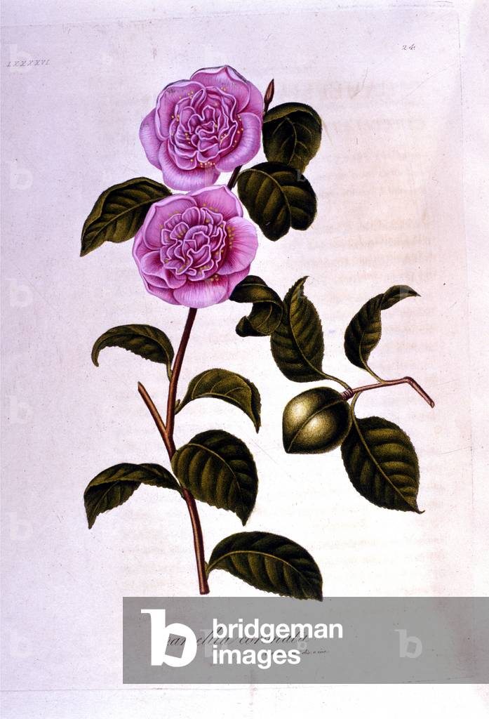 Botanical board: Camelia. 19th century engraving