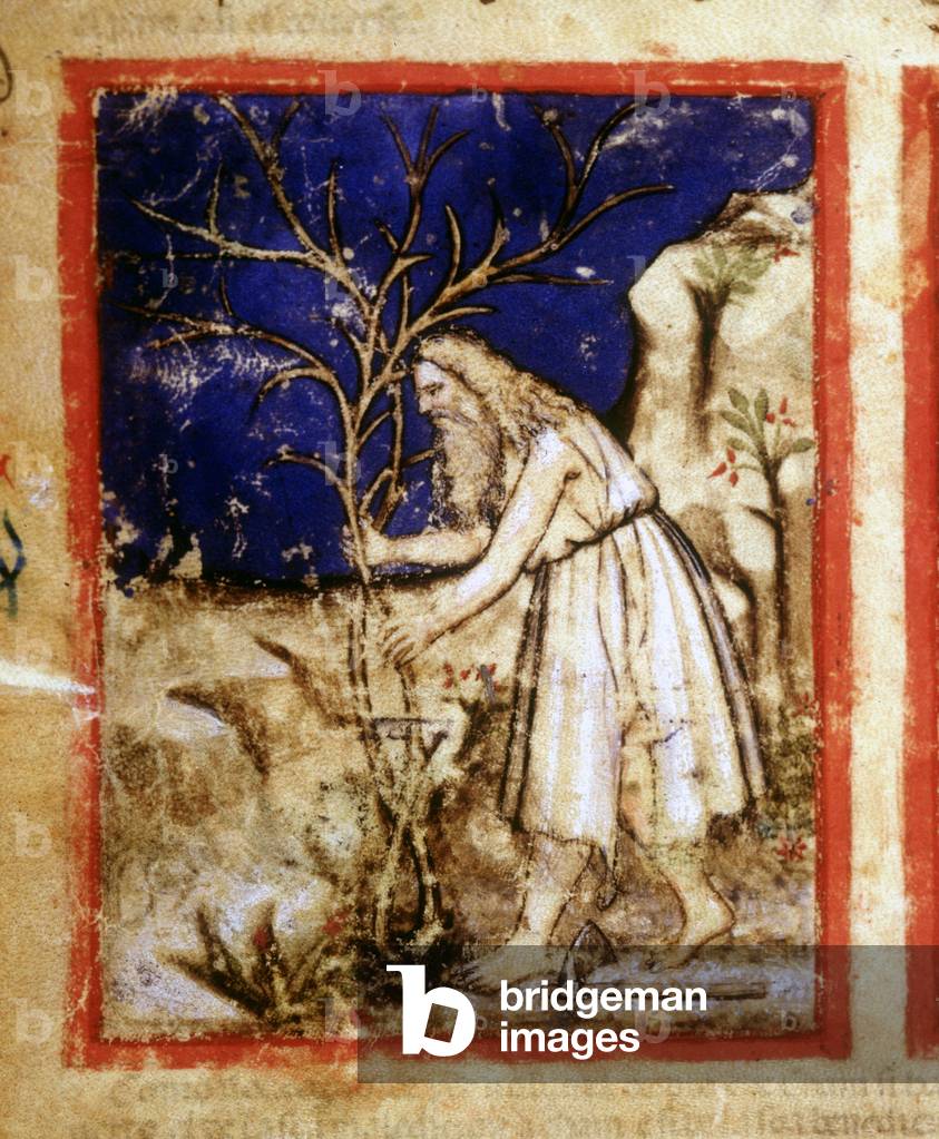 Page of a Bible manuscript. Noah's plant life. Miniature from codex 212 (or padovano codice or Bible of Padua) 1390-1400 Rovigo, Accademia dei Concordi