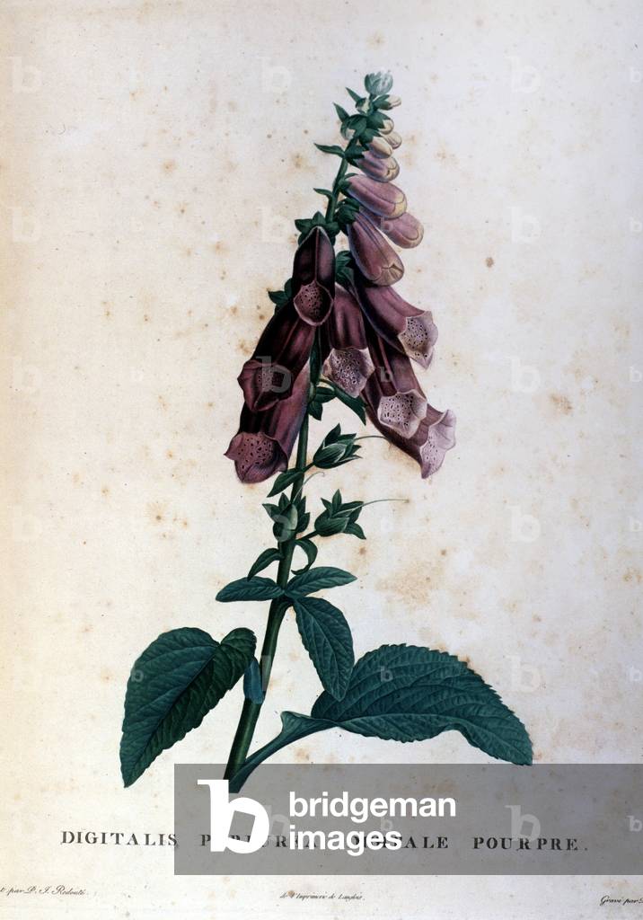 The purple digital. 19th century herbarium.