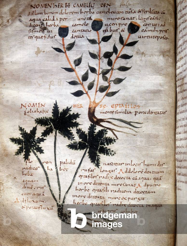 Page of the manuscript of Apulee (Lucius Apuleius) (ca. 125-ca. 180), “” De viribus herbarum””, 8th or 9th century. Lucca, Government Library.