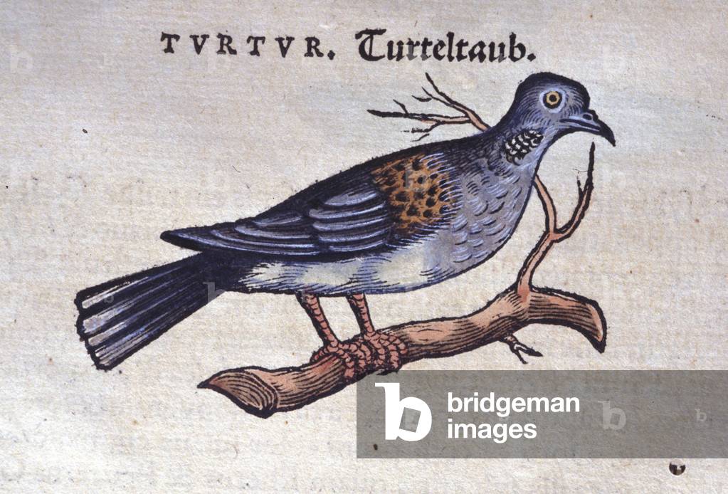 The dove - from Historiae animalium by Konrad Gesner, Tiguri, 1555. Bibl. Nazionale Braidense, Milan.