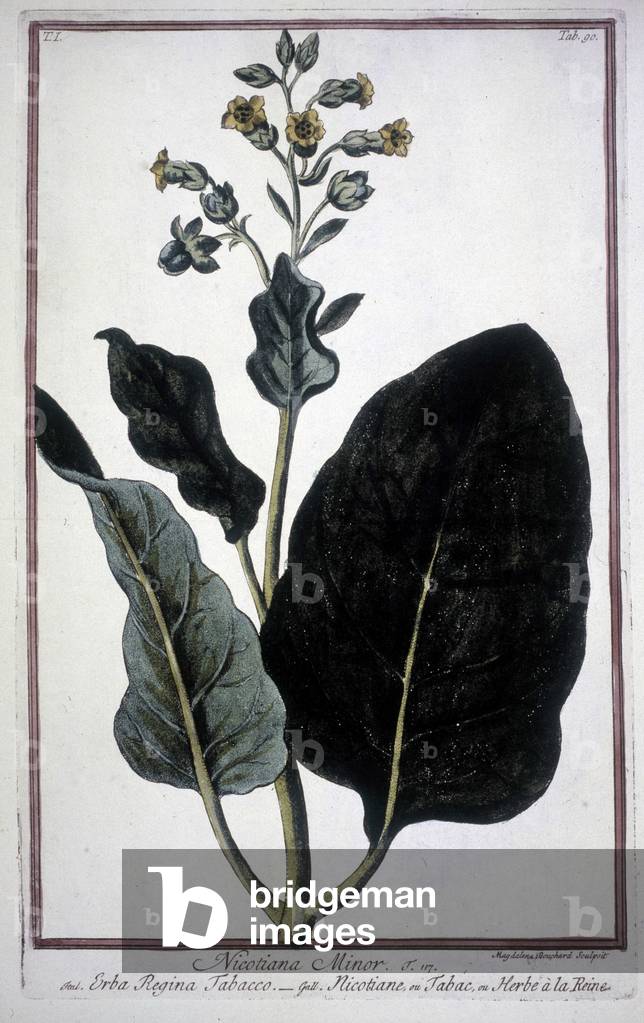 Tobacco leaf and flower (Nicotiana Minor) in a 19th century herbarium.