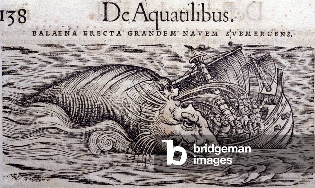 A whale destroys a boat's hull and causes its sinking. Engraving n Historia Animalium by Conrad Gesner (1516 - 1565), Tiguri, 1560. Bibl. Nazionale Braidense, Milan.