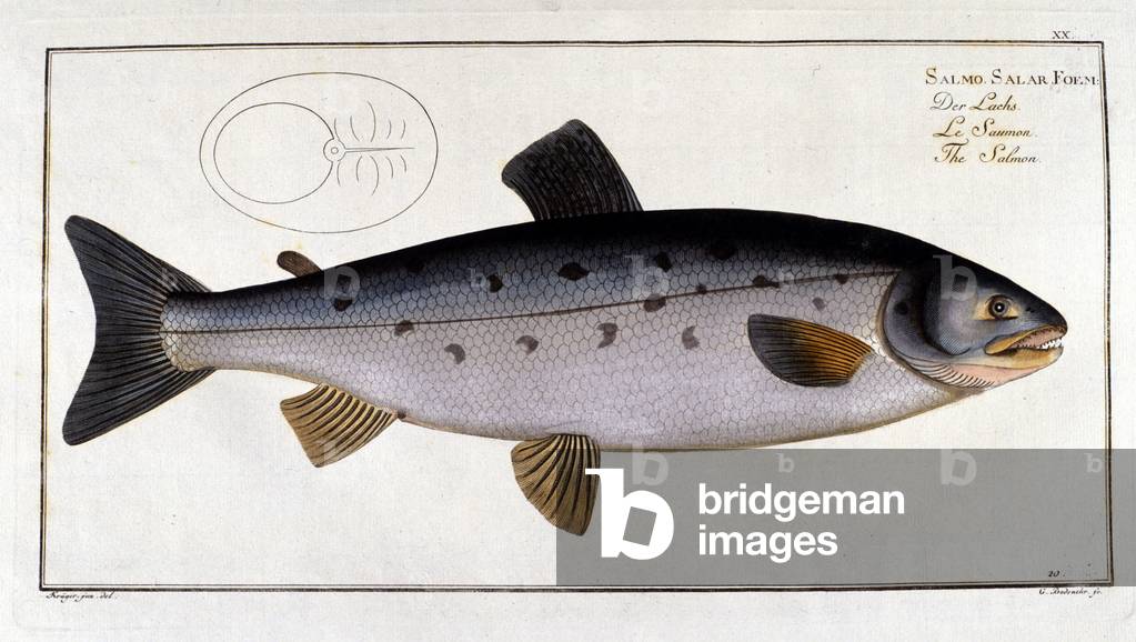 Salmon (Salmo salar) by Marc Elieser Bloch Ichtyologie Paris - Berlin - London 1787.