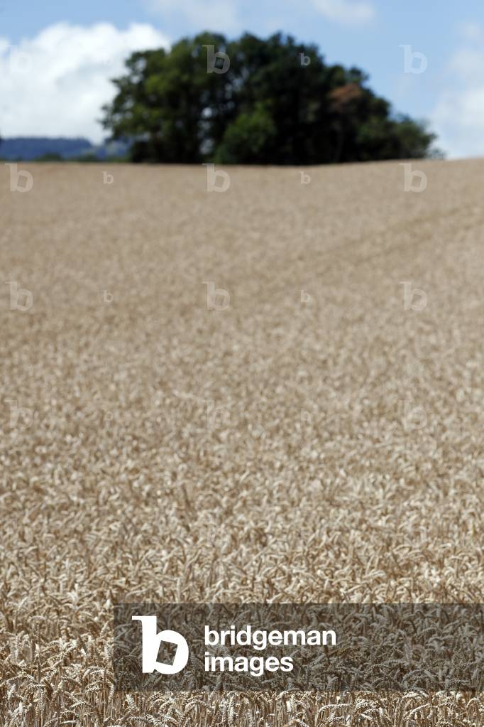 Wheat field.  Switzerland.