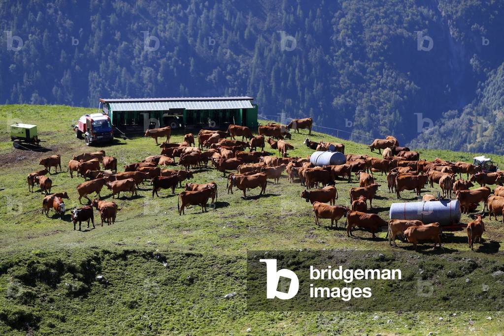 French Alps, Beaufort cheese, The milk used comes from the Tarine  cows that graze in the high pastures, Peisey Nancroix, France,  2018 (photo)