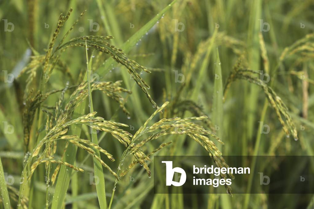 20151101, Vang Vieng, Laos : Agriculture. Close up of rice growing in a paddy field