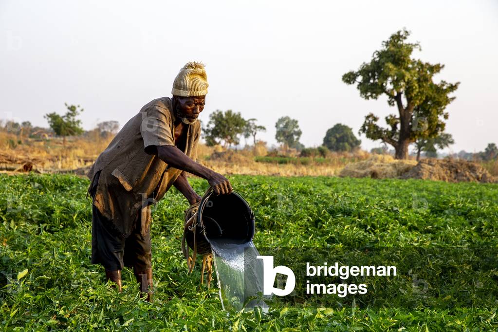 Microfinance client watering his crops in Namong, Tone district, Togo (photo)