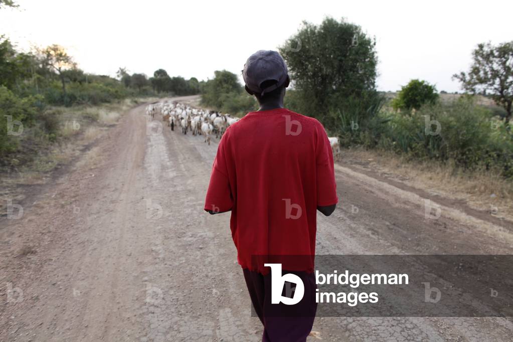 Shepherd driving his herd on a dirt road Embu Kenya