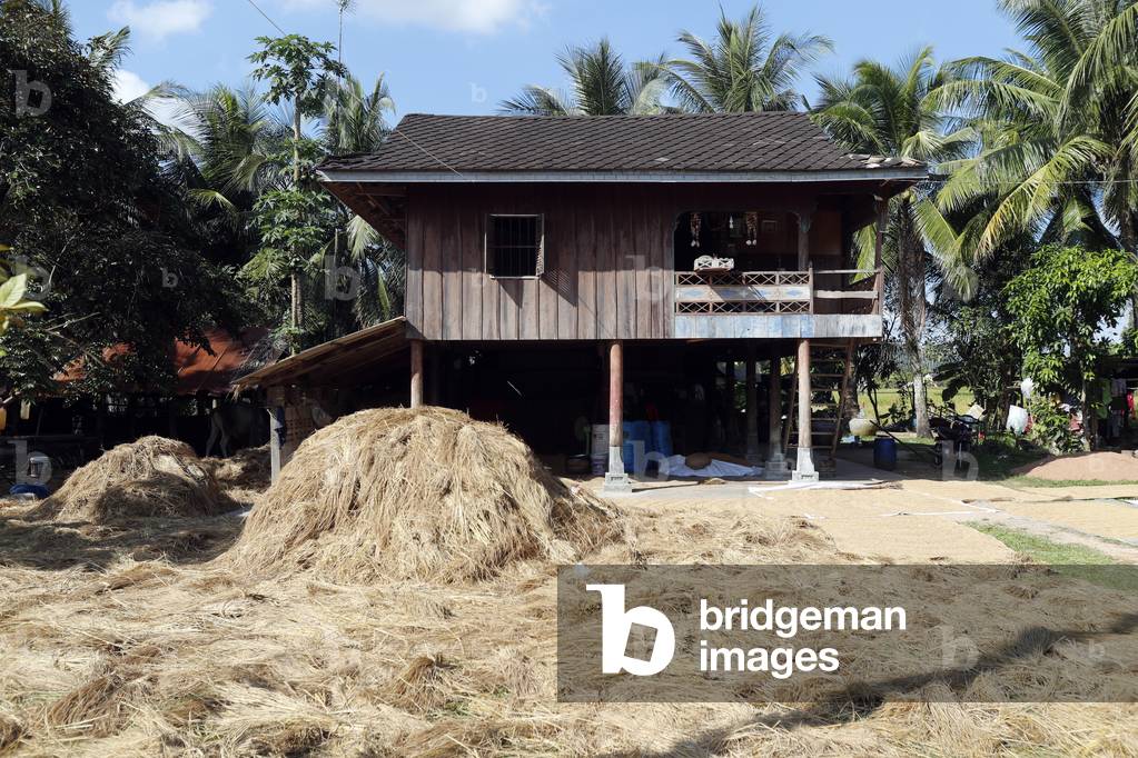Rice drying in front of a house, Kep, Cambodia (photo)