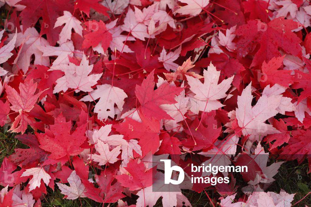Maple leaves on the ground at the foot of a tree, a sign of autumn when the floor becomes a carpet of red color. France.