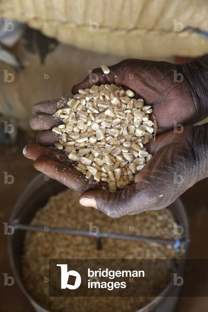 UBTEC NGO in a village near Ouahigouya, Burkina Faso, Farmer holding maize in a food bank, Africa (photo)