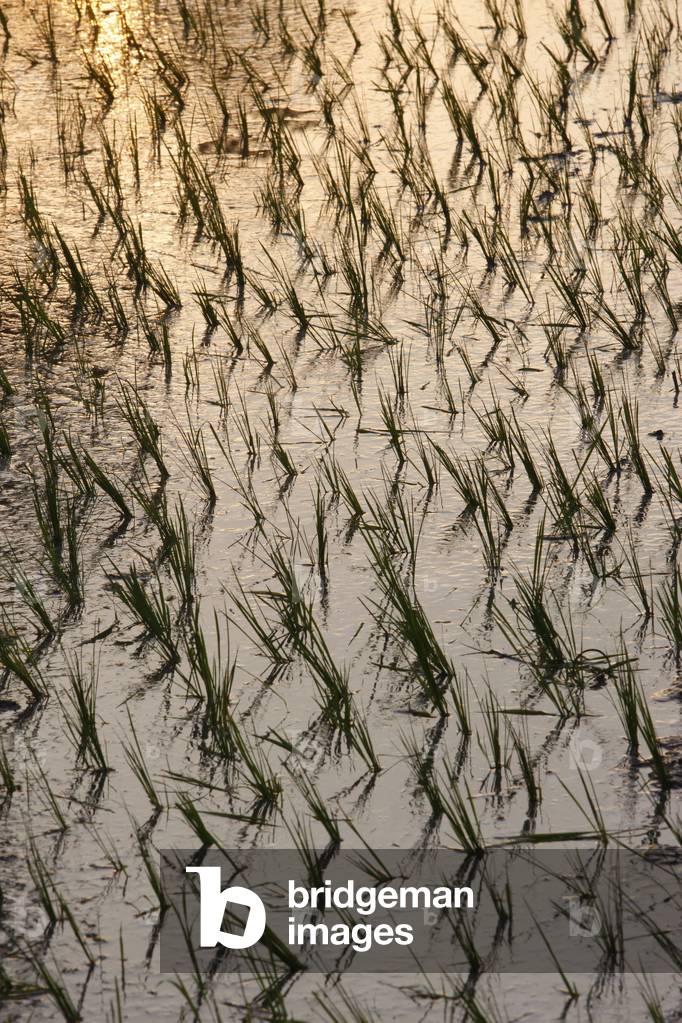Rice Growing in Paddies in Cambodia, Siem Reap, Cambodia