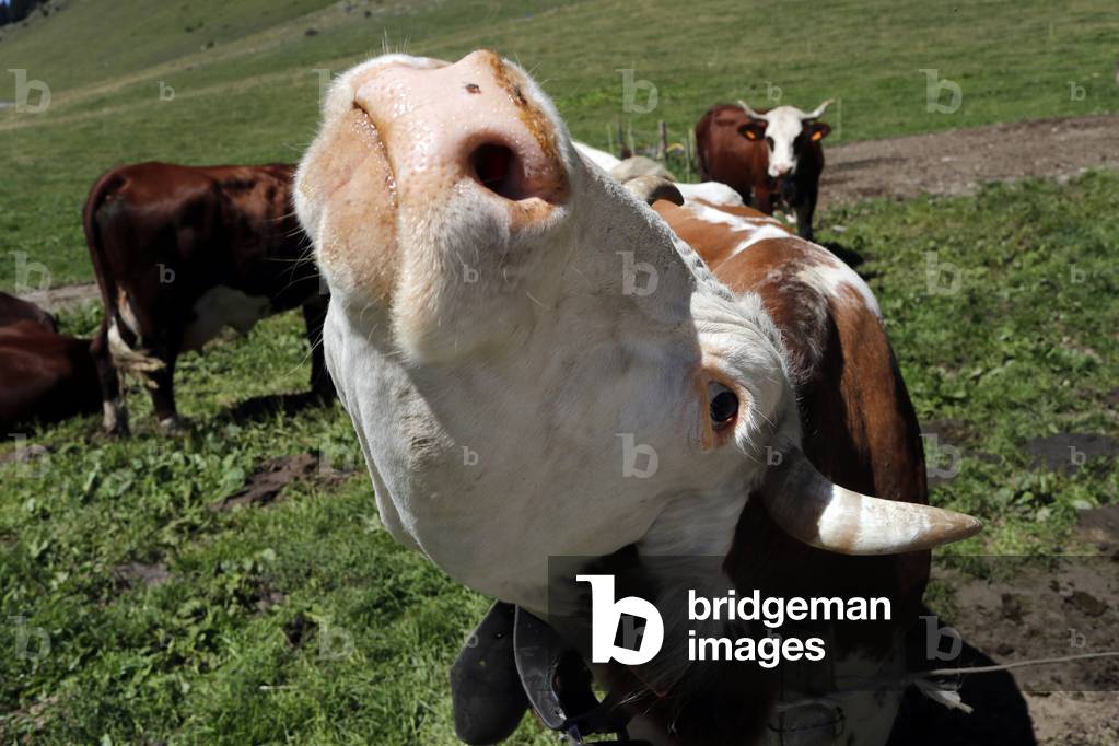 Abondance cow in the french Alps.  France.