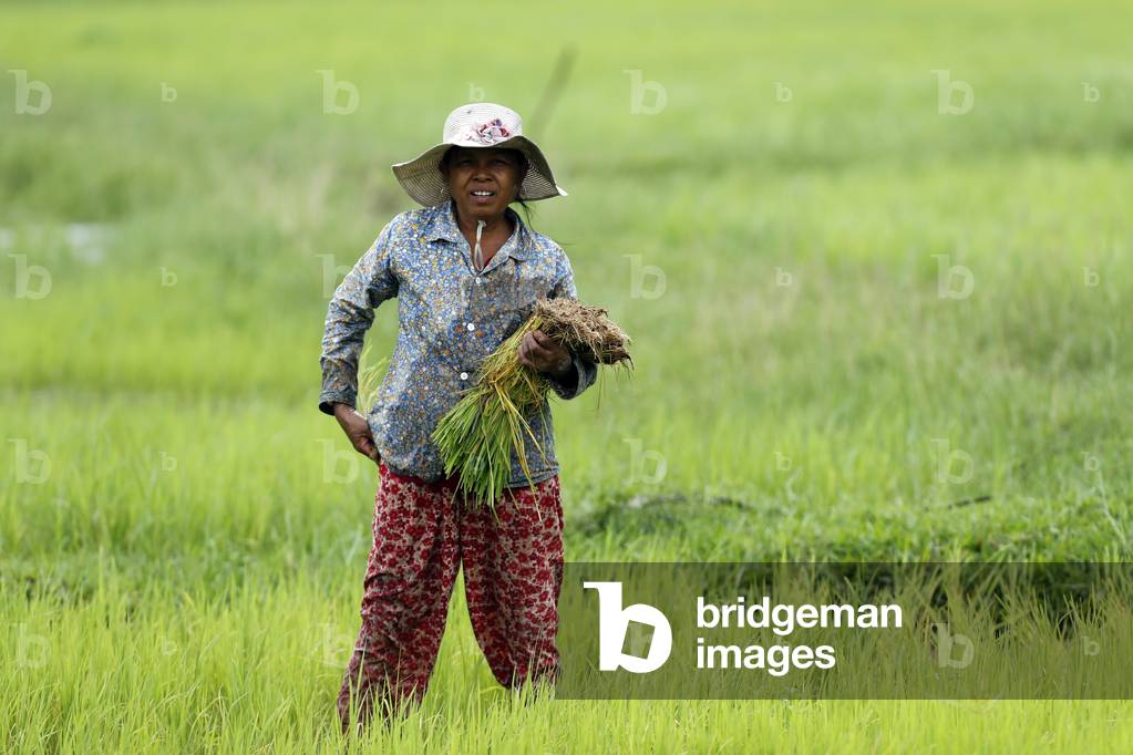 Female farmer transplanting rice shoots into rice paddies, Kep, Cambodia, 2019 (photo)