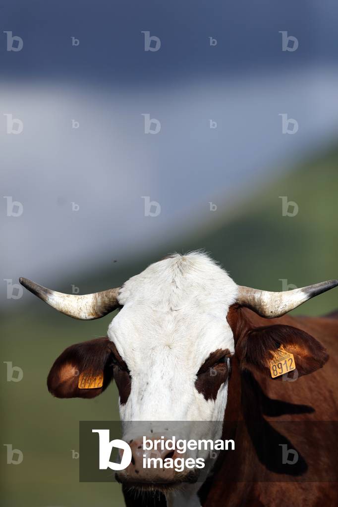 Abondance cow in the french Alps. The milk is tused to produce  cheese such as the reblochon, abondance, and tome. France.