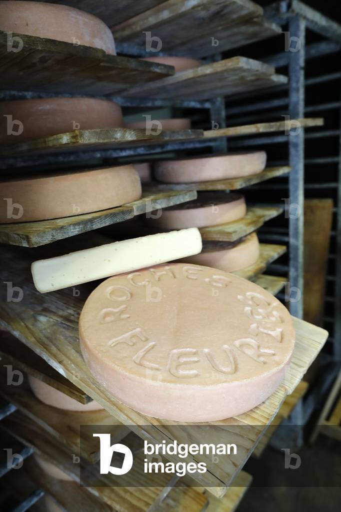 Traditional cheese factory in the french Alps.  Wheels of cheese ( Raclette ) maturing on shelves in storehouse dairy cellar.  France.