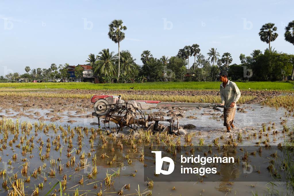Asian farmer plowing rice field with a tractor, Kep, Cambodia, 2019 (photo)