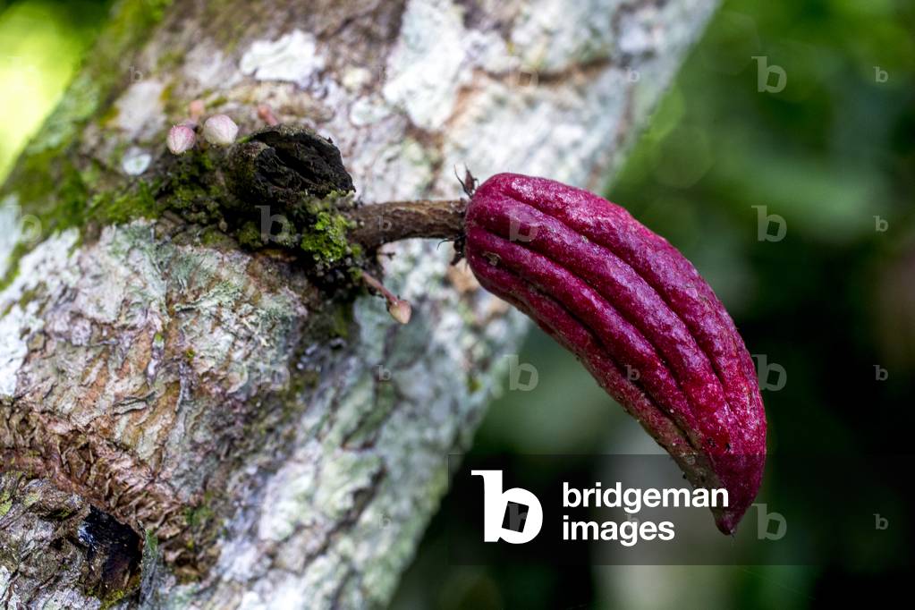 Cocoa sapling in a plantation near Agboville, Ivory Coast,  2017 (photo)