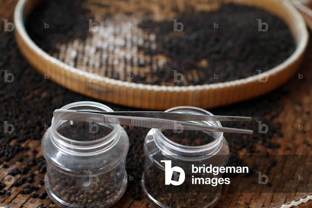 Pepper farm, Famous Kampot black pepper, Kep, Cambodia, 2019 (photo)
