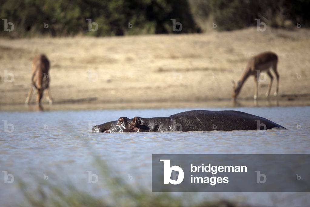 Hippopotamus (Hippopotamus amphibius) swimming, Kruger National Park, South Africa, 2019 (photo)