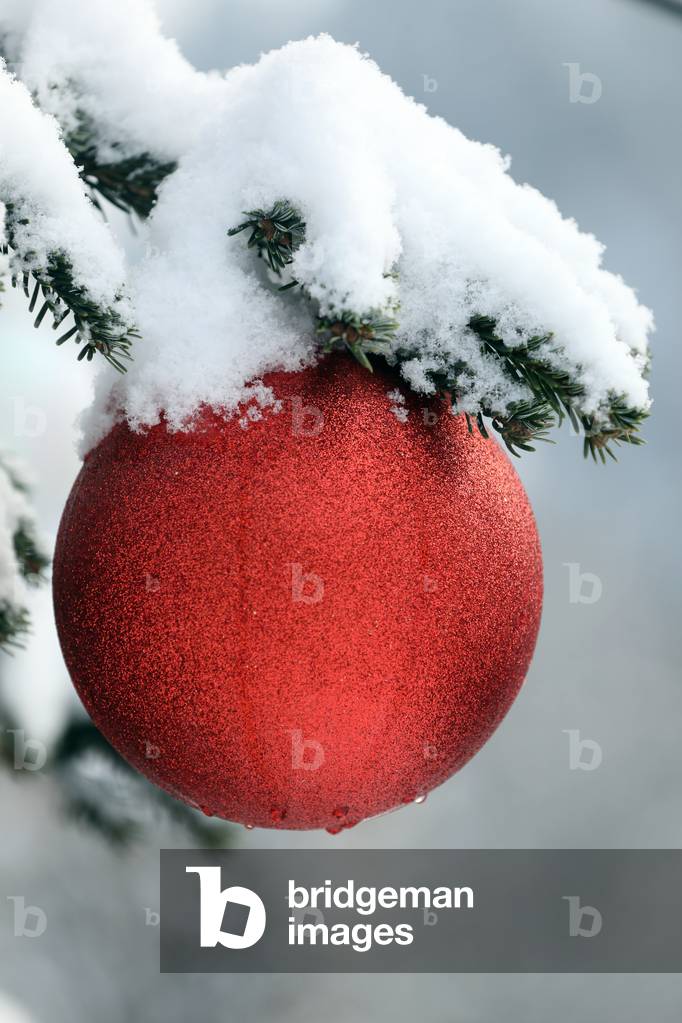 Christmas tree, France (photo)