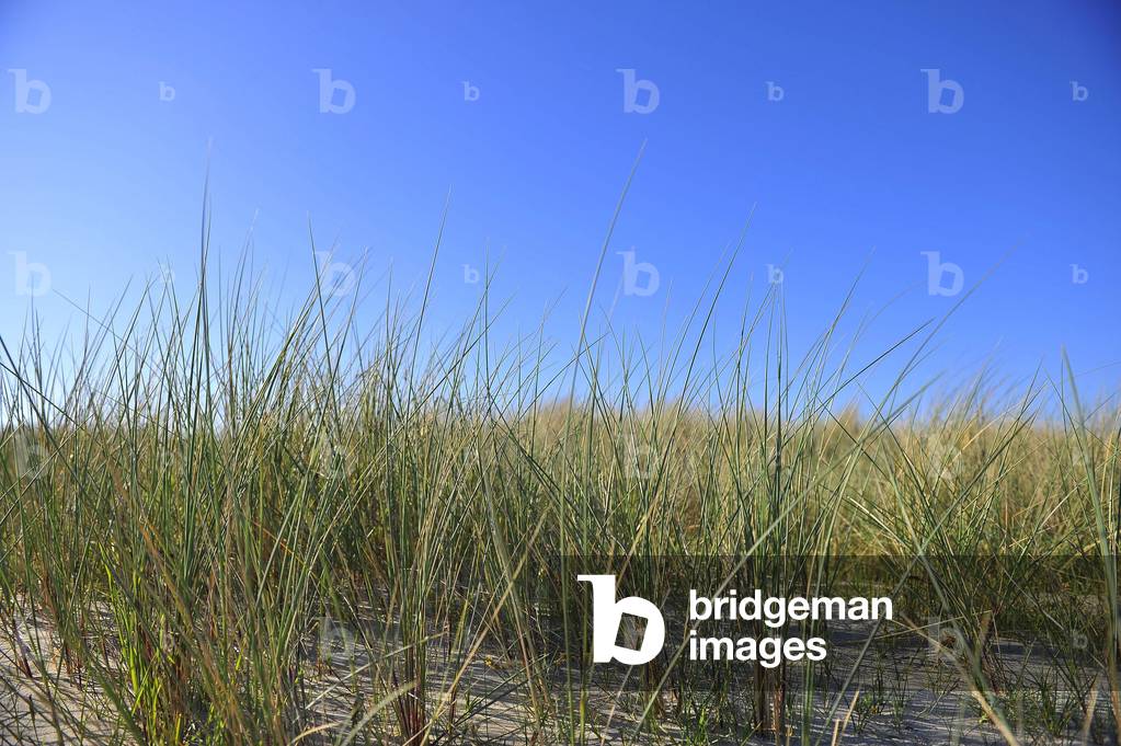 Grass on the sand, Avranches, France