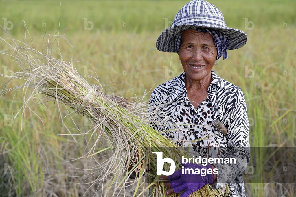Elderly woman working in rice field, Rice harvest, Kep, Cambodia (photo)