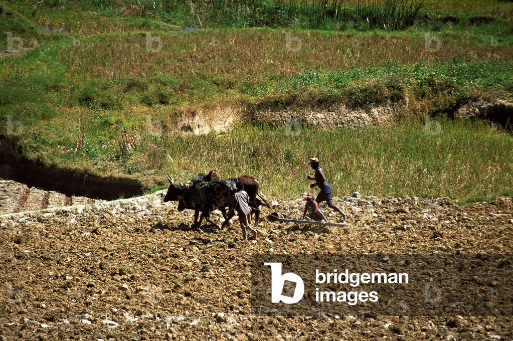 Ploughing in Ambositra, Madagascar, AMBOSITRA, MADAGASCAR