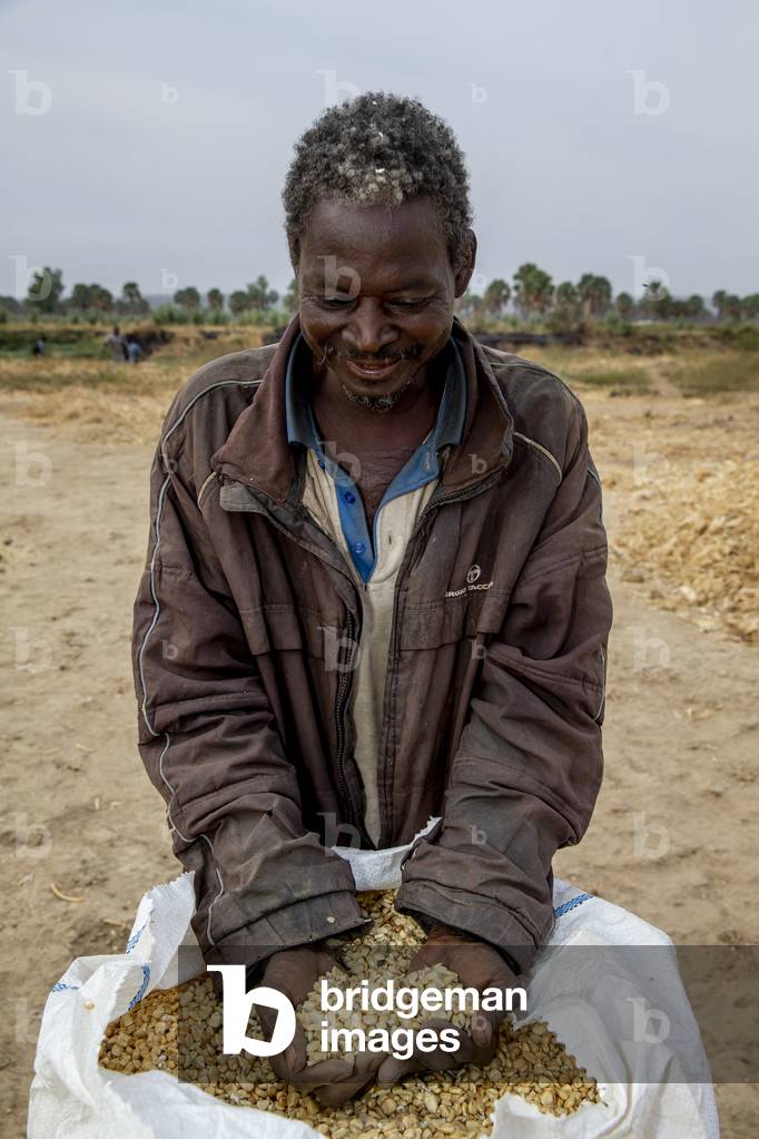 Farmer holding maize in Djibomben village, North Togo (photo)