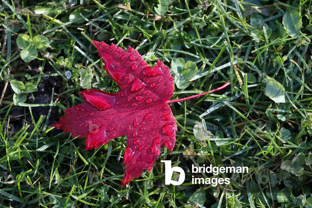 Red maple leaf with drops of water. Autumn. France.