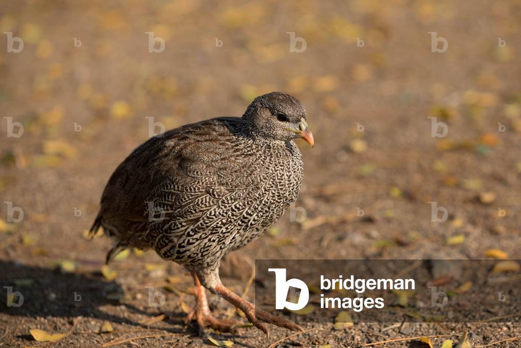 The Natal spurfowl (Pternistis natalensis), Kruger National Park, South Africa (photo)