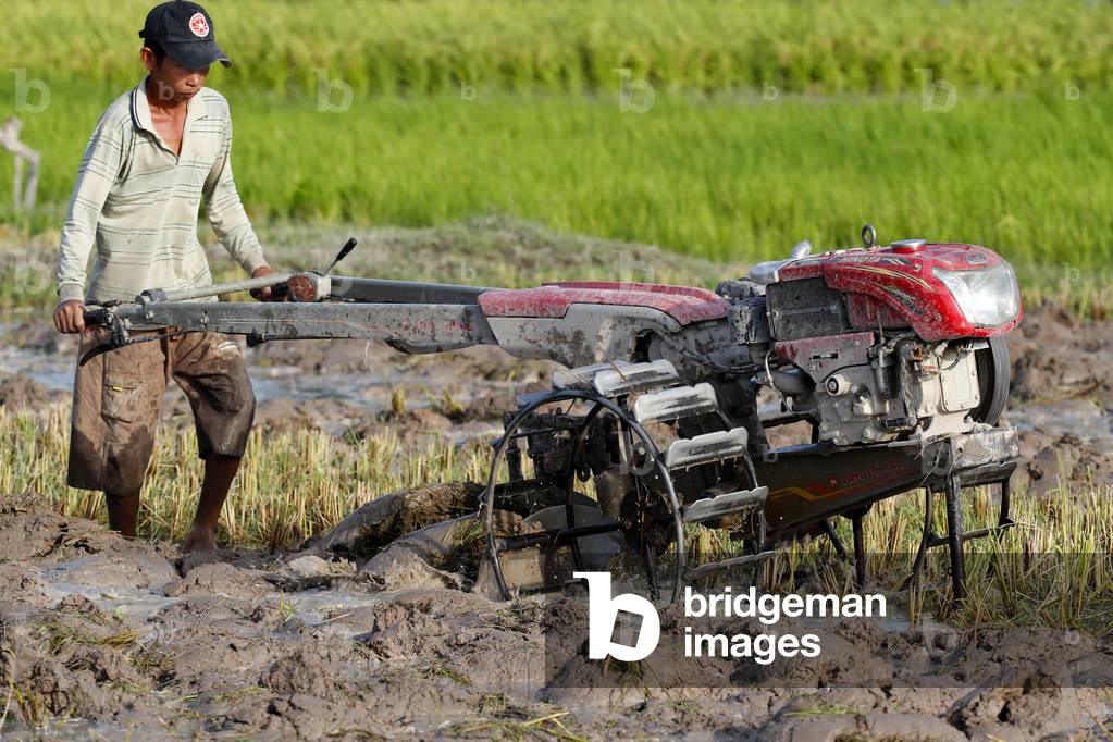 Asian farmer plowing rice field with a tractor, Kep, Cambodia, 2019 (photo)