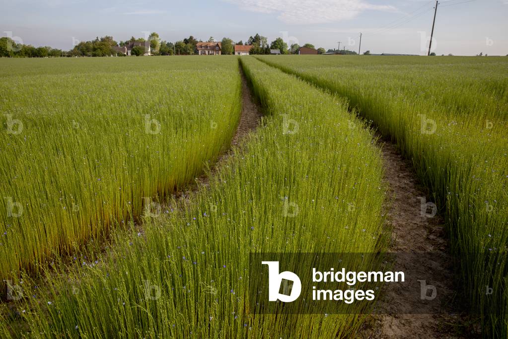 Flax field in Eure, France.