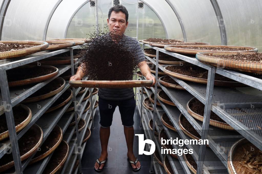 Pepper farm, Worker drying Kampot black pepper,  Kep, Cambodia, 2019 (photo)