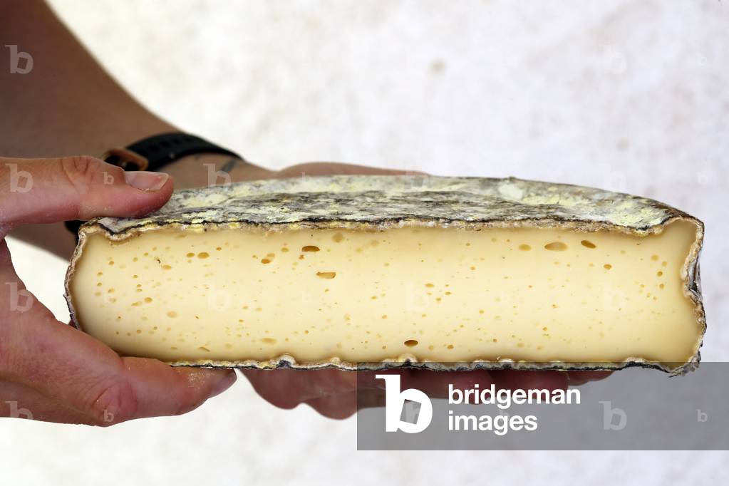 French cheese. Tomme de Savoie. France.