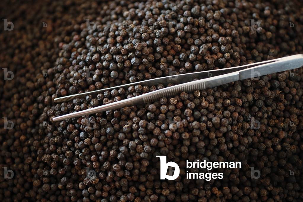 Pepper farm, Famous Kampot black pepper, Kep, Cambodia, 2019 (photo)