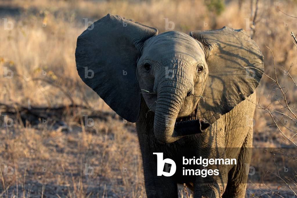 African Baby Elephant (Loxodonta africana), Kruger National Park, South-Africa, 2018 (photo)