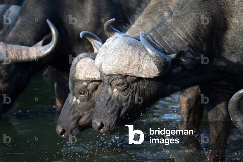 African Buffalo drinking,  Kruger National Park, South-Africa, 2018 (photo)