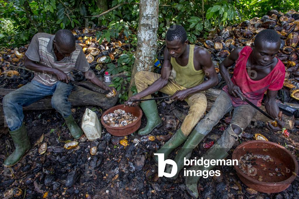 Ivory Coast, Farmers breaking up harvested cocoa pods, Africa (photo)