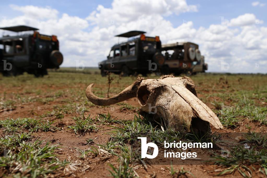 Toyota Land Cruiser safari vehicle, Skull animal, Masai Mara National Park, Kenya, 2019 (photo)